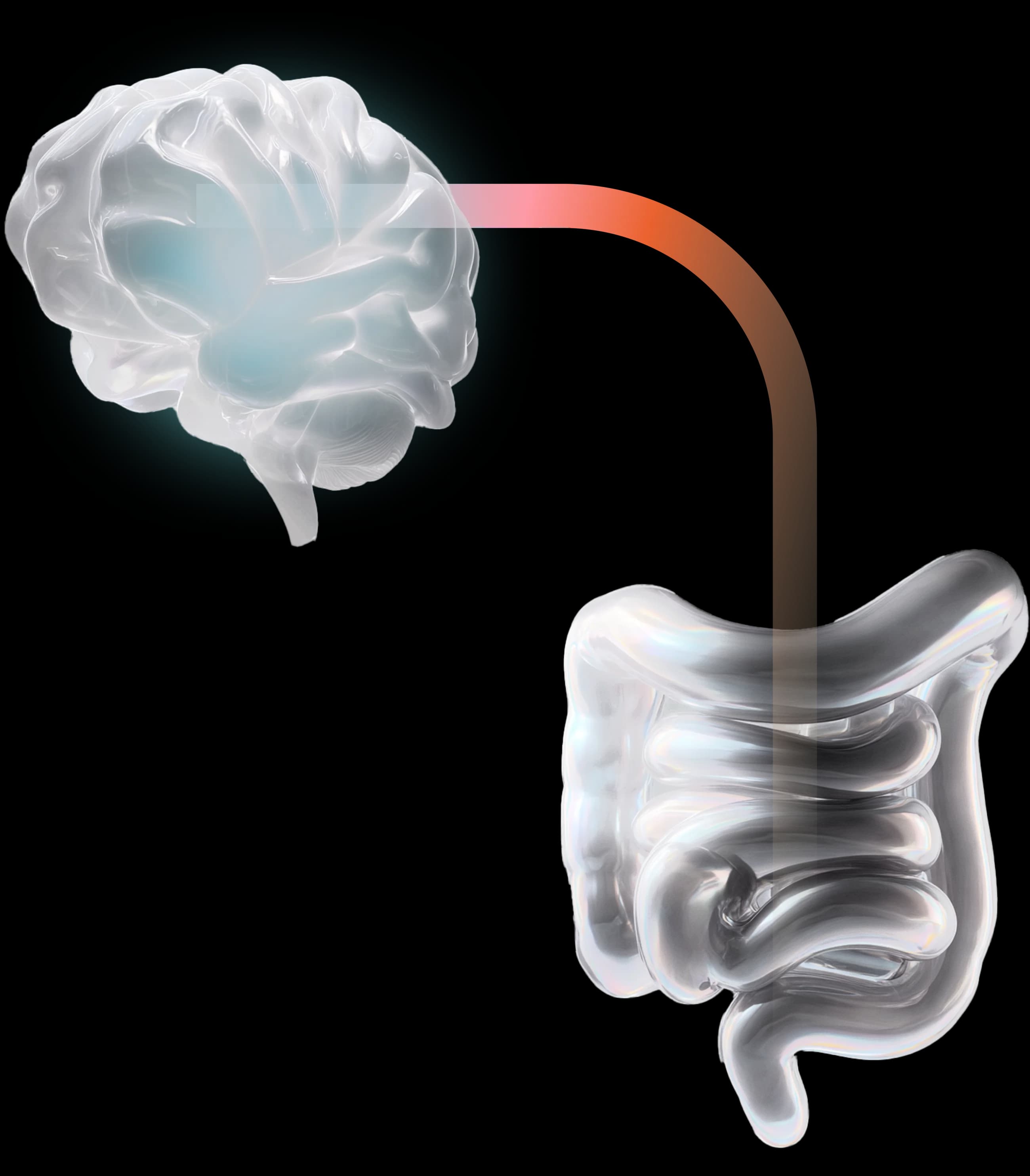Illustration of a brain and intestines linked by a signaling pathway.
